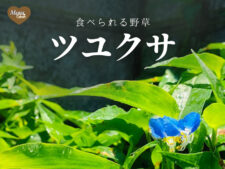食べられる野草　ツユクサ
